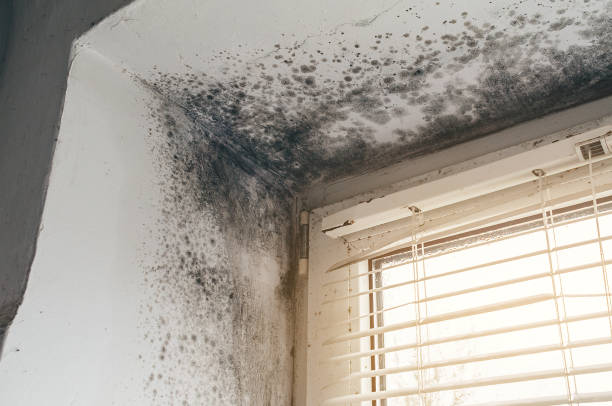 Affordable Crawl Space Mold Removal solutions in Chevy Chase, MD